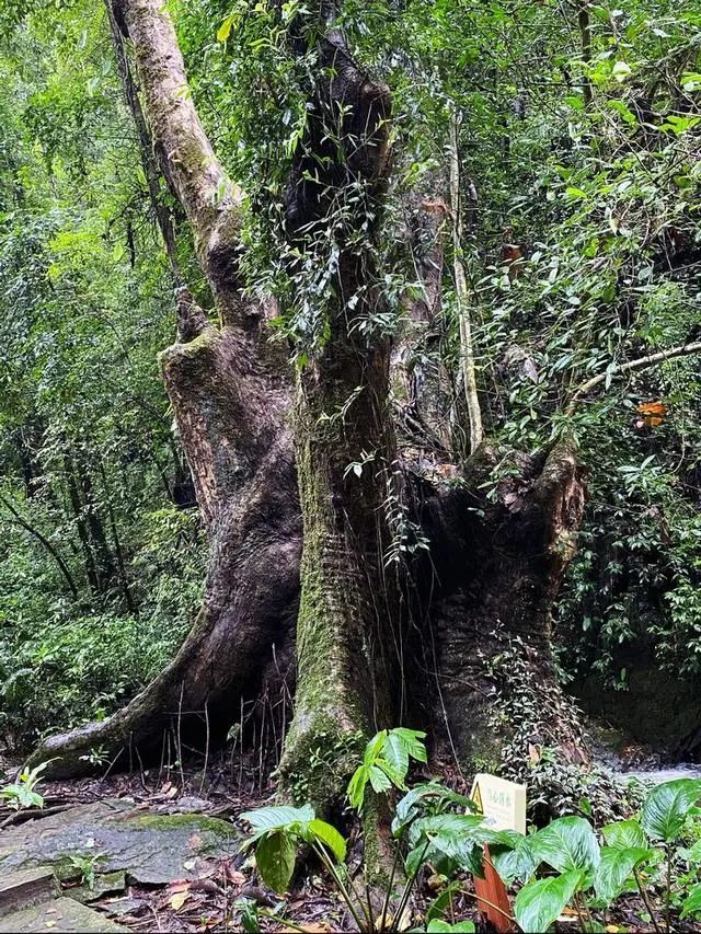 景观奇特的云南莫里热带雨林景区