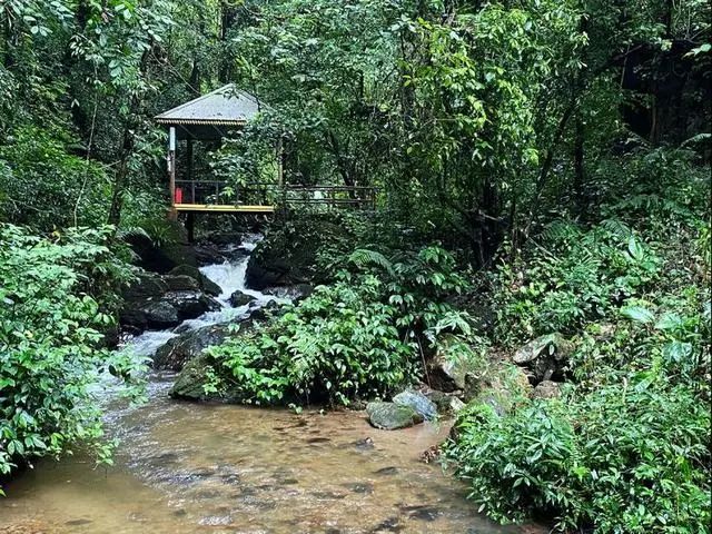 景观奇特的云南莫里热带雨林景区