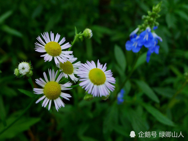 第19集∣一年蓬,你眼中的充满诗意的离别草,还是童年的玩伴?