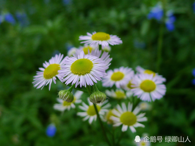 第19集∣一年蓬,你眼中的充满诗意的离别草,还是童年的玩伴?