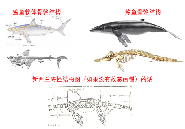 鲨鱼,鲸鱼,海怪骨骼结构对比当时这一反驳观点一出,日本学者们不干了