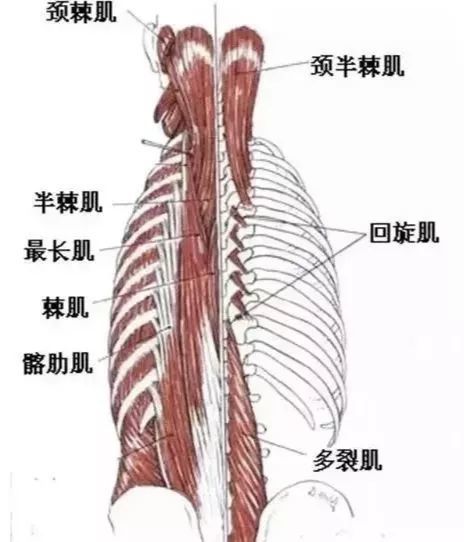 内核心包括:回旋肌,多裂肌,半棘肌,棘间肌,横突间肌,膈肌