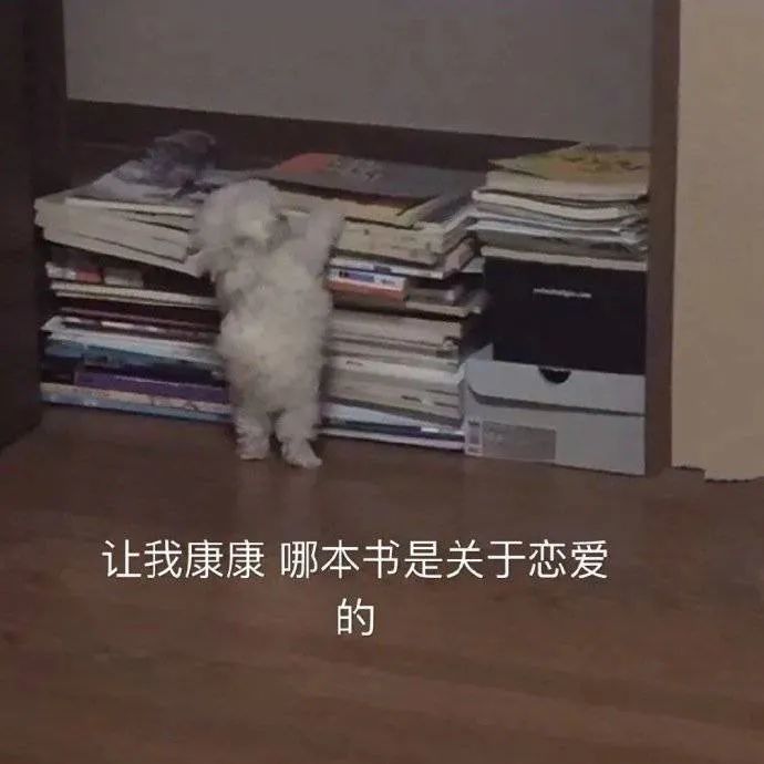 表情包:来自美女的肯定