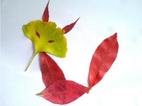 幼儿园亲子作业:树叶画,为孩子先收藏