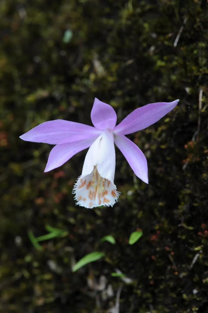 独蒜兰 pleione bulbocodioides