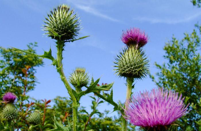 苏格兰的花之代表蓟花(thistle)威尔士的花之代表黄水仙花(daffodil)