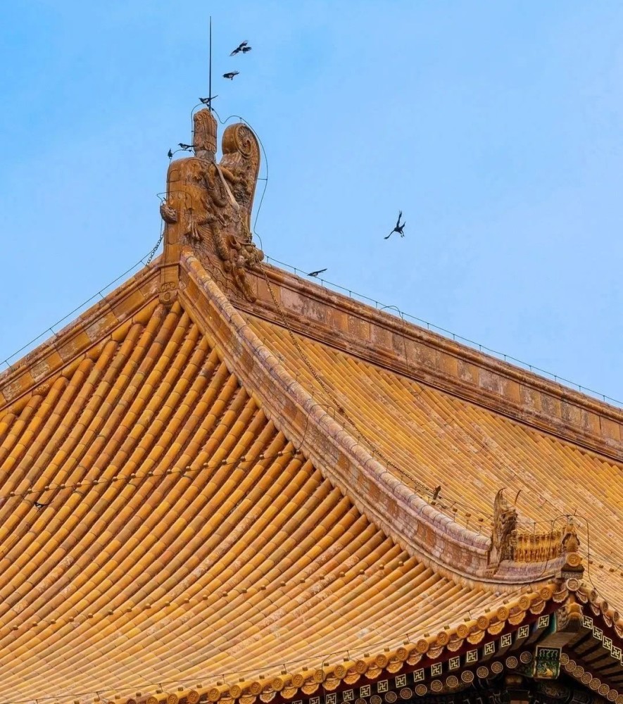 皇家的气魄让鸟儿远离 也有人说是因为 故宫的屋顶表面设计的特别光滑