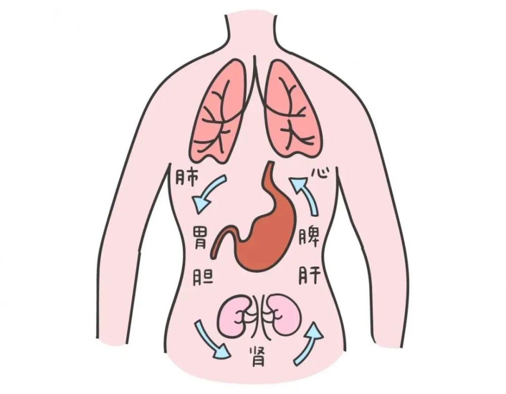 人体的"运输官"可不要小瞧脾,它可是在人体中担任两个非常重要的岗位