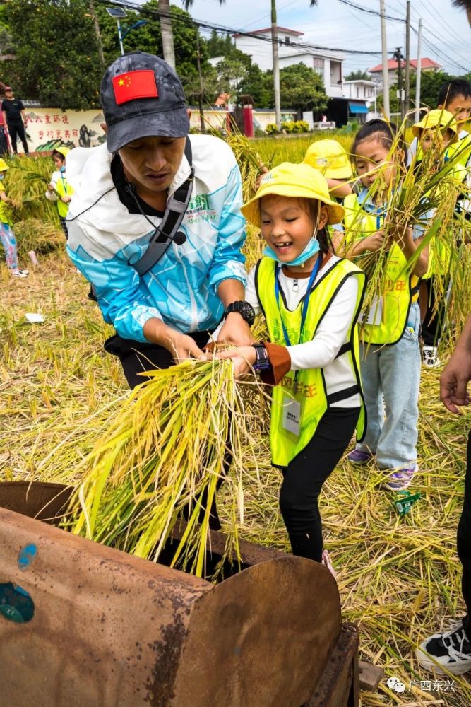 新时代文明实践丨学生下田割稻谷体验粒粒皆辛苦