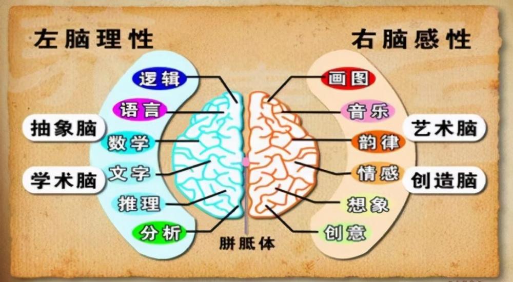 孩子的左右脑应该如何开发一共五个建议避免大脑单侧化