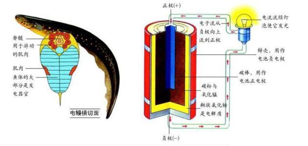 牛顿磁力摆件什么原理_牛顿永动摆件原理(2)