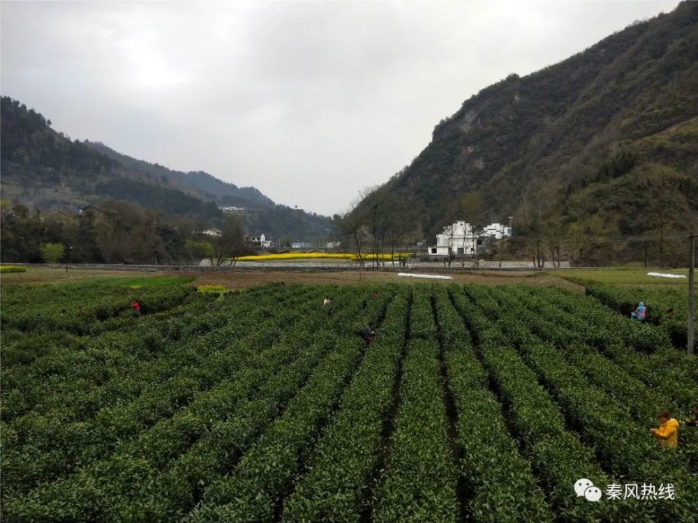 平利县大贵镇因茶致富