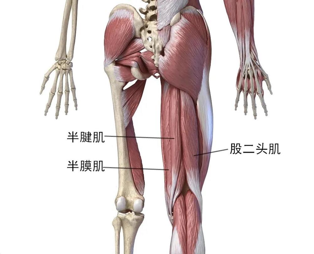 腘绳肌位于大腿后侧,与股四头肌相对,横跨了膝关节跟髋关节,其实详细