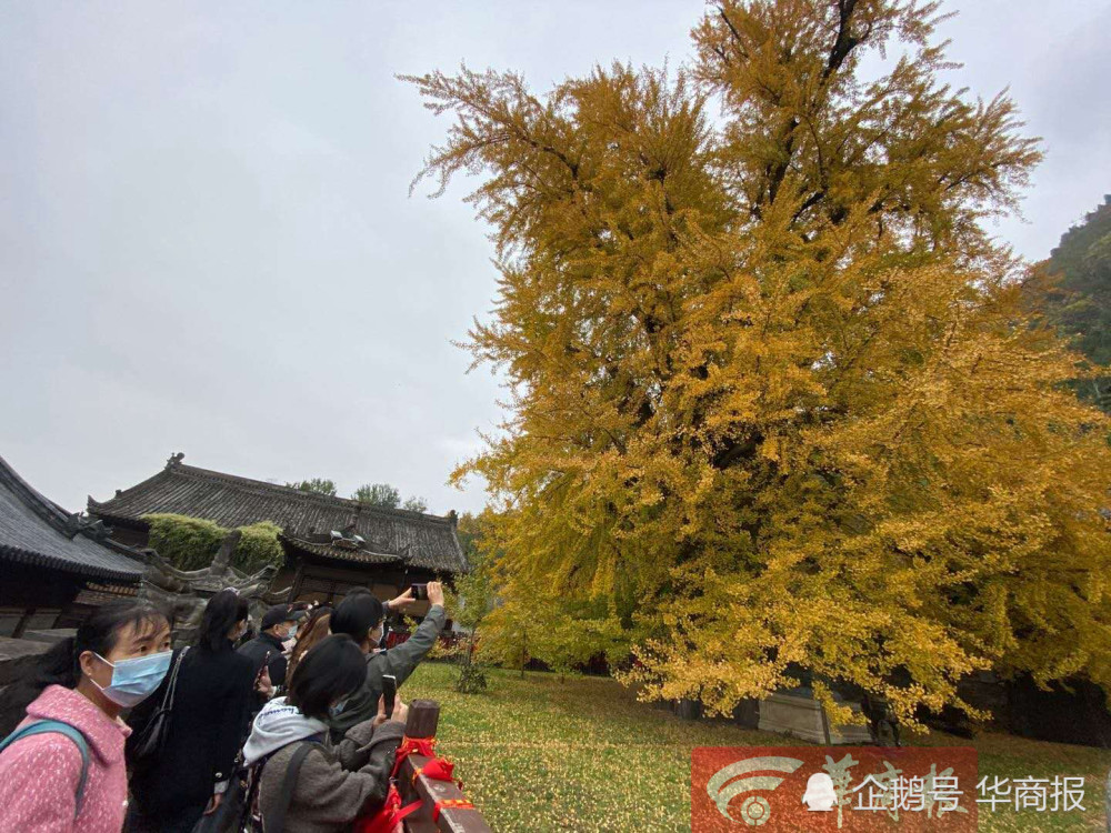近日,秋意渐浓,位于西安市长安区古观音禅寺的千年银杏树青黄相间