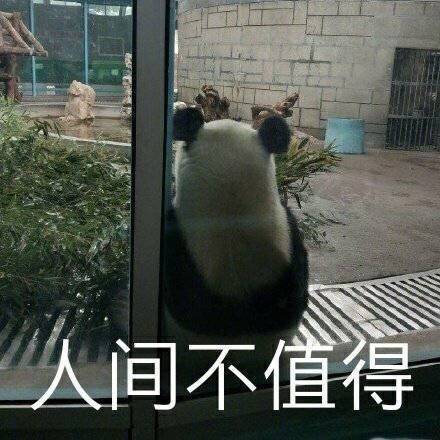 萌宠表情包:闭上眼睛,就没人知道我是没头脑!