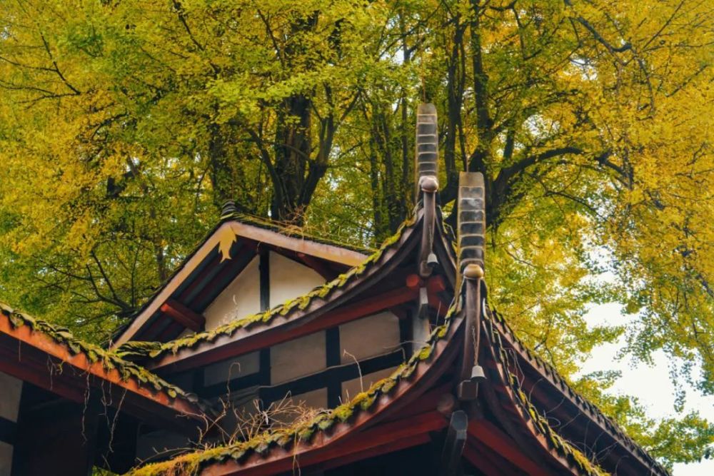 古银杏所在的定林寺,也是个传奇的存在,南北朝时期著名文学批评理论