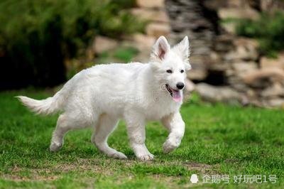 白色德国牧羊犬美和智慧兼并,这绝对等同于萨摩耶的美