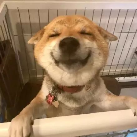 柴犬总是把耳朵耷拉下来,原来这是它们吸引人的手法?