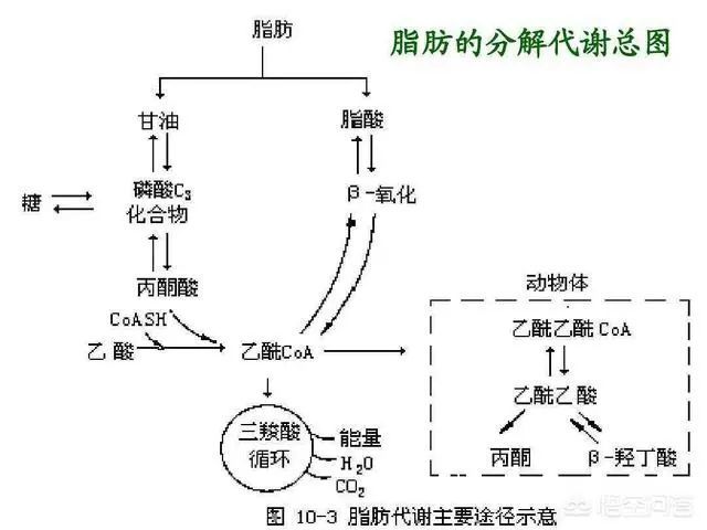 健身中人体的脂肪是怎么分解排出体外的?