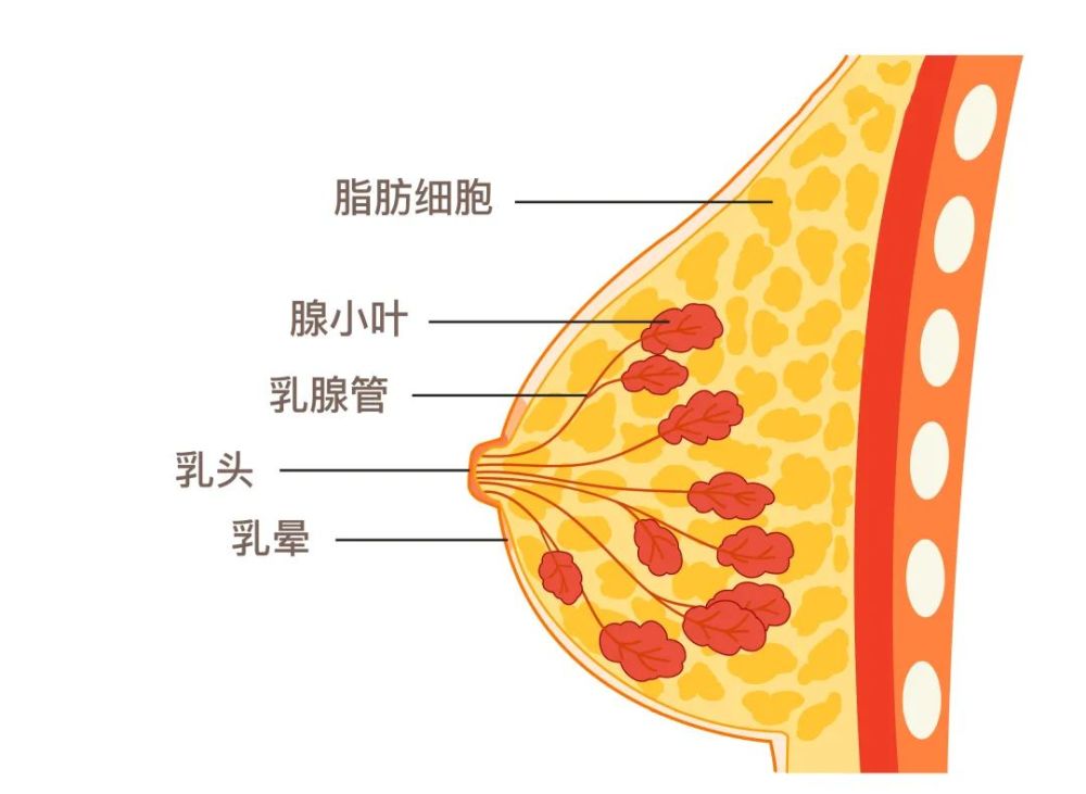 结构:乳腺有15~20个