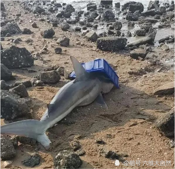 一条约2米鲨鱼搁浅胶州湾鱼鳍有伤有渔民说是第一次见到鲨鱼