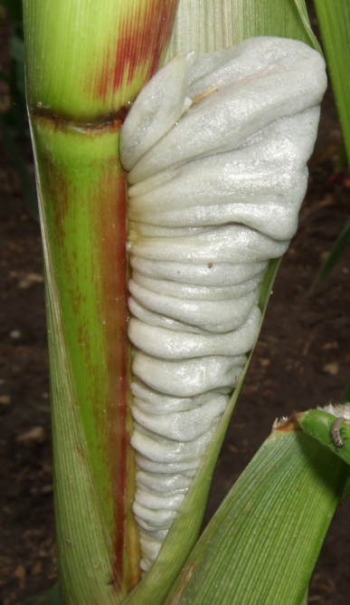 荒野维生野菜系列玉米黑粉菌