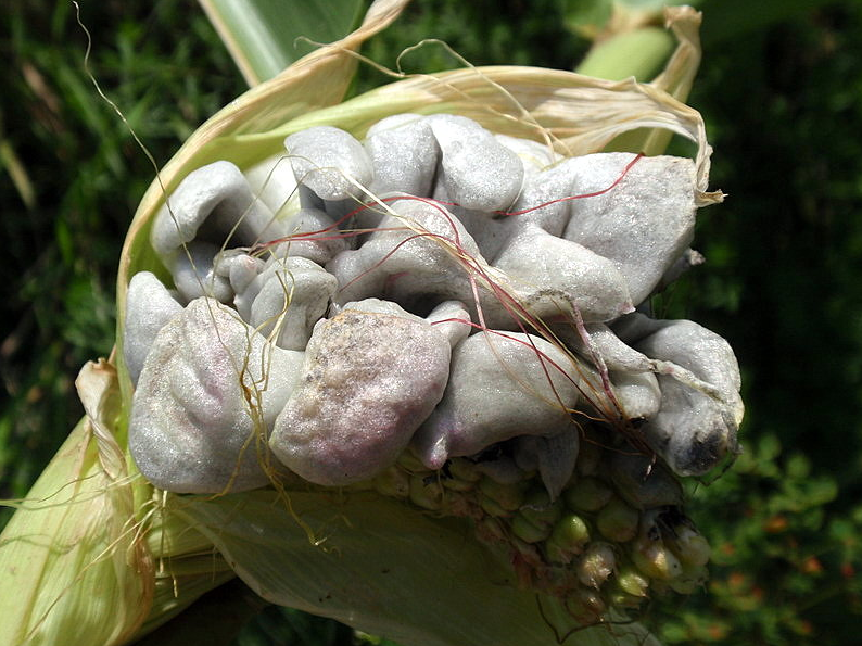 荒野维生野菜系列玉米黑粉菌