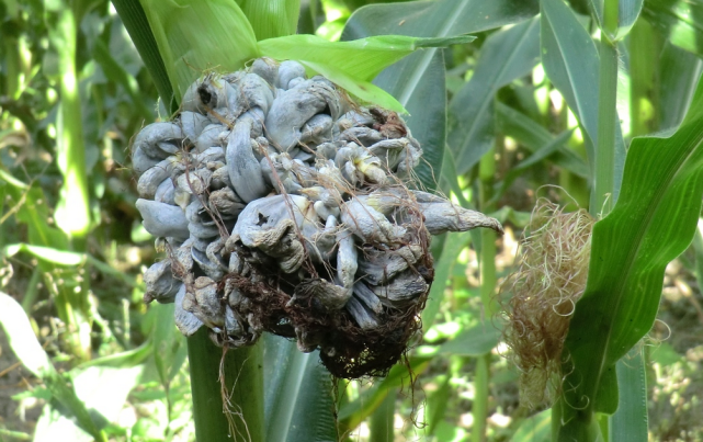 野生玉米黑粉菌整体外观玉米黑粉菌多寄生在玉米果穗