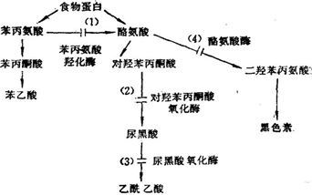 不食人间烟火的孩子苯丙酮尿症千万别忽视胎儿筛查