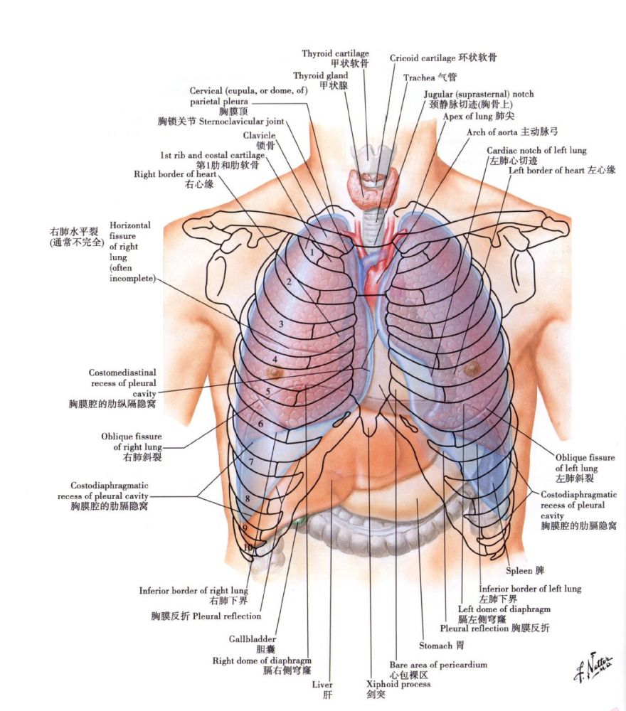 肺的位置,形态和分叶