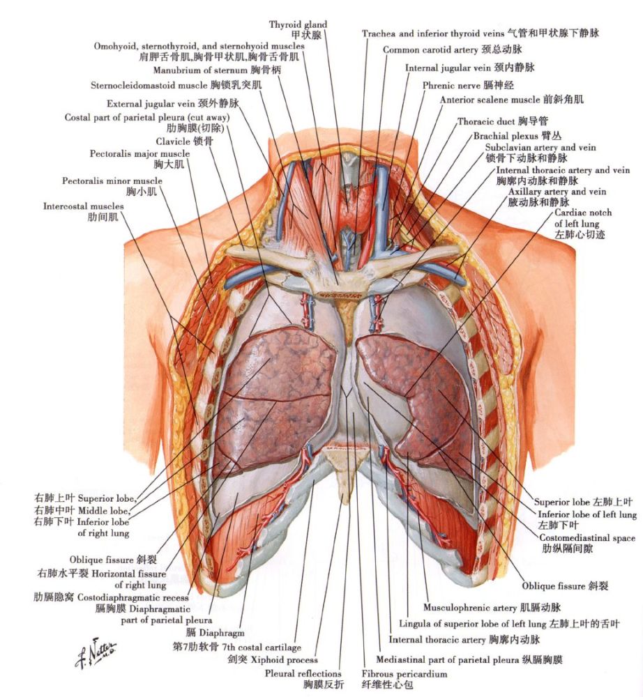 肺的位置,形态和分叶