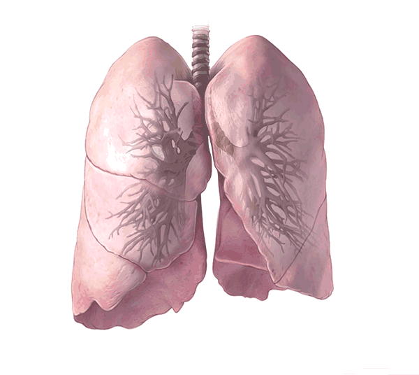 肺的位置形态和分叶