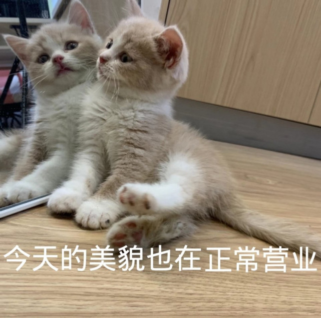 可爱猫猫表情包更新辣