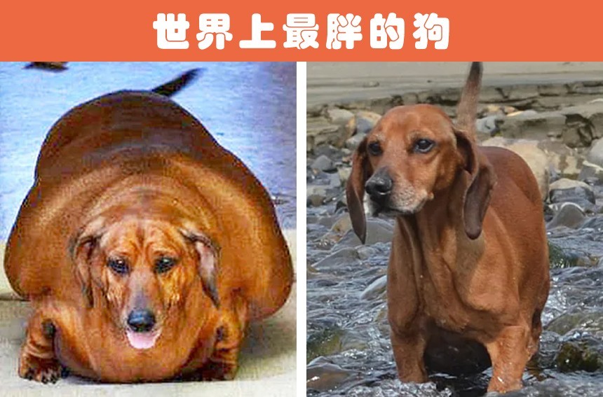 动物界的胖子们:被许多人认为属于世界上最胖的10种动物