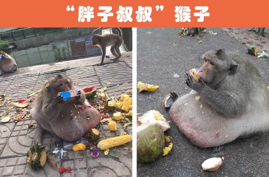 动物界的胖子们:被许多人认为属于世界上最胖的10种动物
