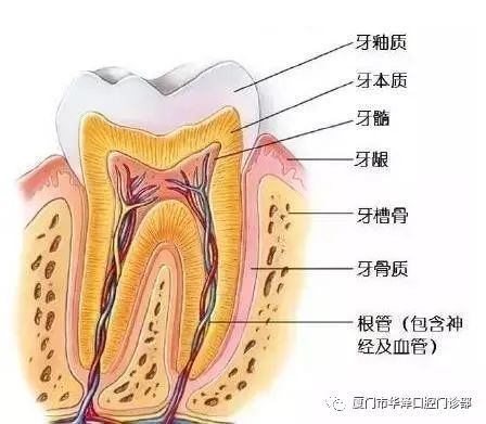 矫正的,接下来我们一起学习和了解牙齿及周围的结构究竟是什么样的吧