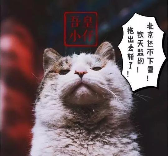 从《上新了,故宫》中大火一把的故宫御猫们凭借着可爱又高冷的形象