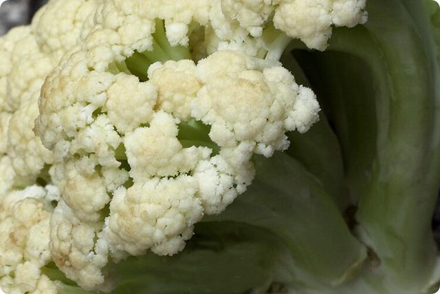 菜花黄了还能吃吗 腾讯网