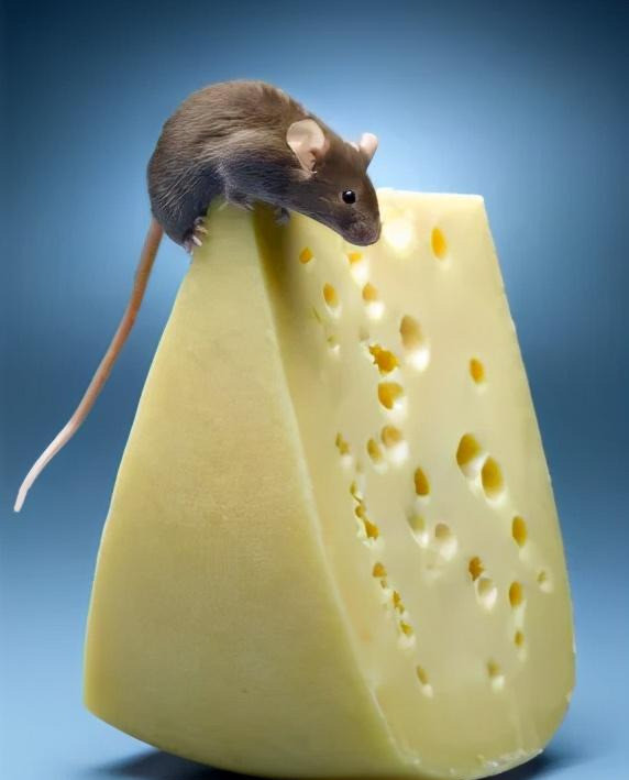 老鼠天生好吃甜食且有新食物恐惧症  (图片来自网络)