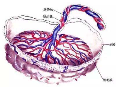 胎盘血池是什么?