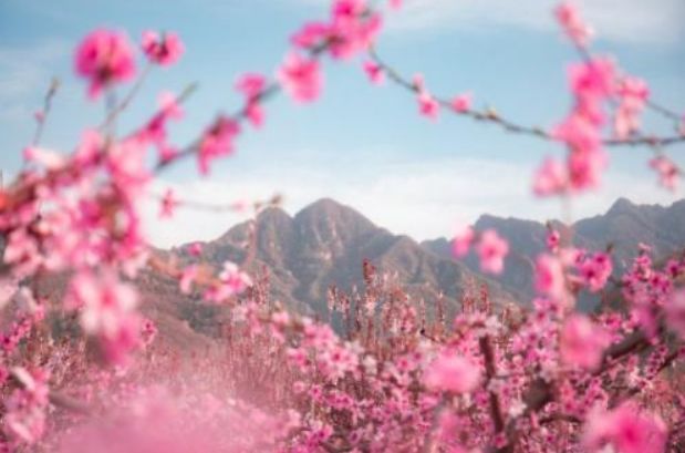 趣味测试:哪一片桃花林最像仙境?测你的真爱会在什么时候出现?