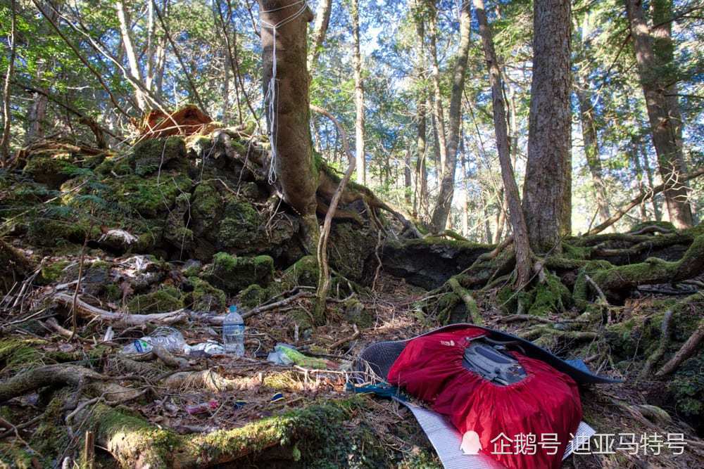 揭秘青木原树海的十大特点:日本最恐怖的自杀森林