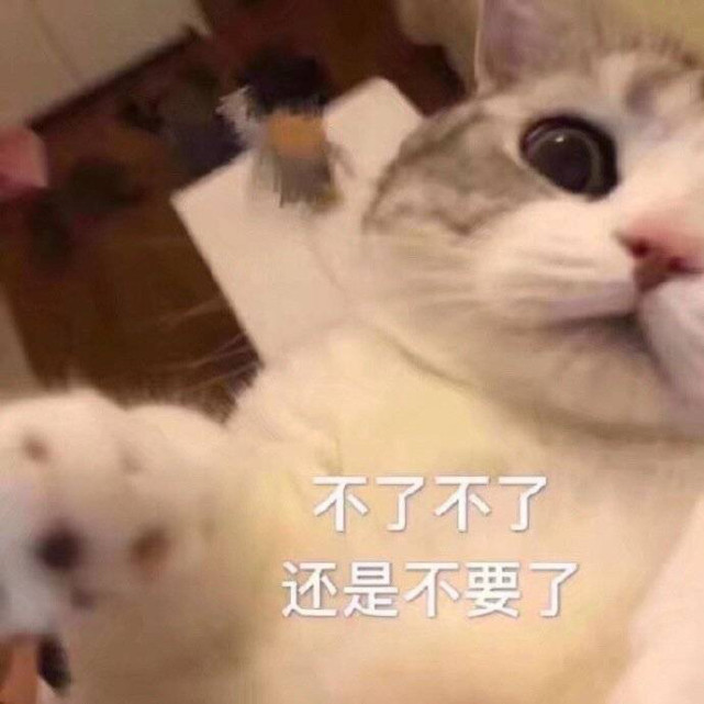 可爱猫猫表情包快乐是他们的我只有双下巴