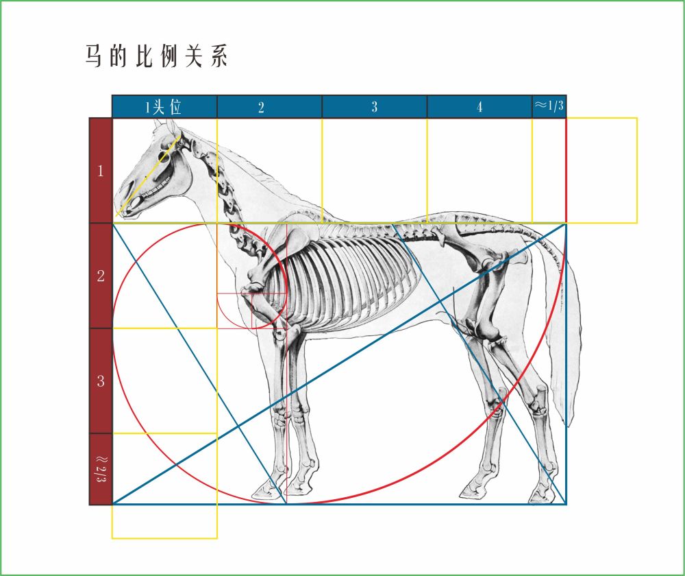 以马头作为衡量马身的比例单位