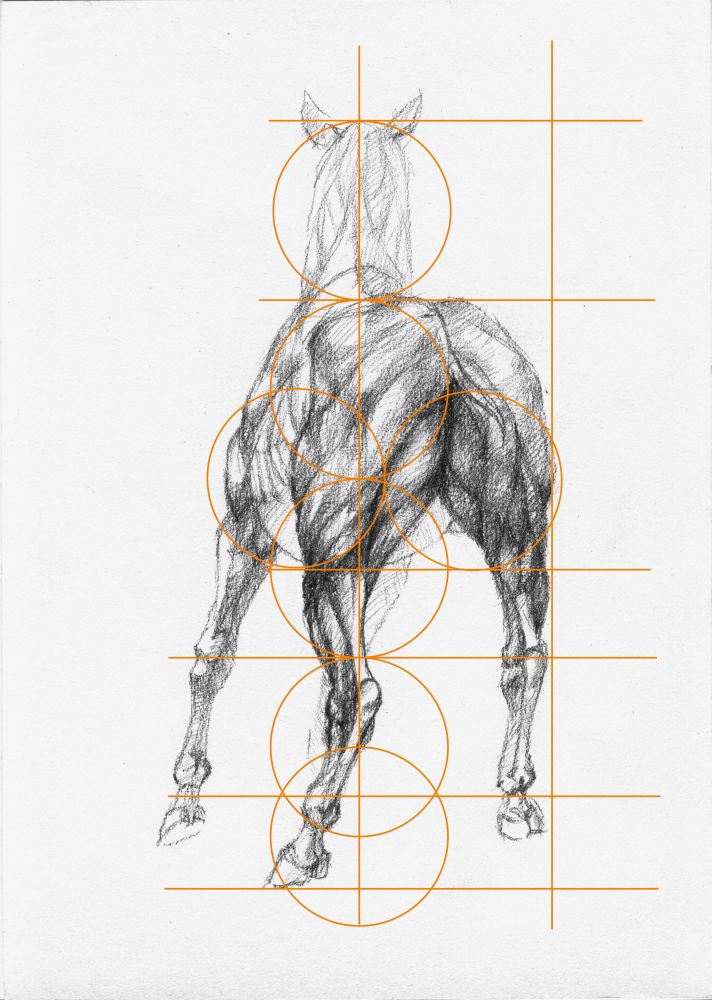 马的结构和肌肉