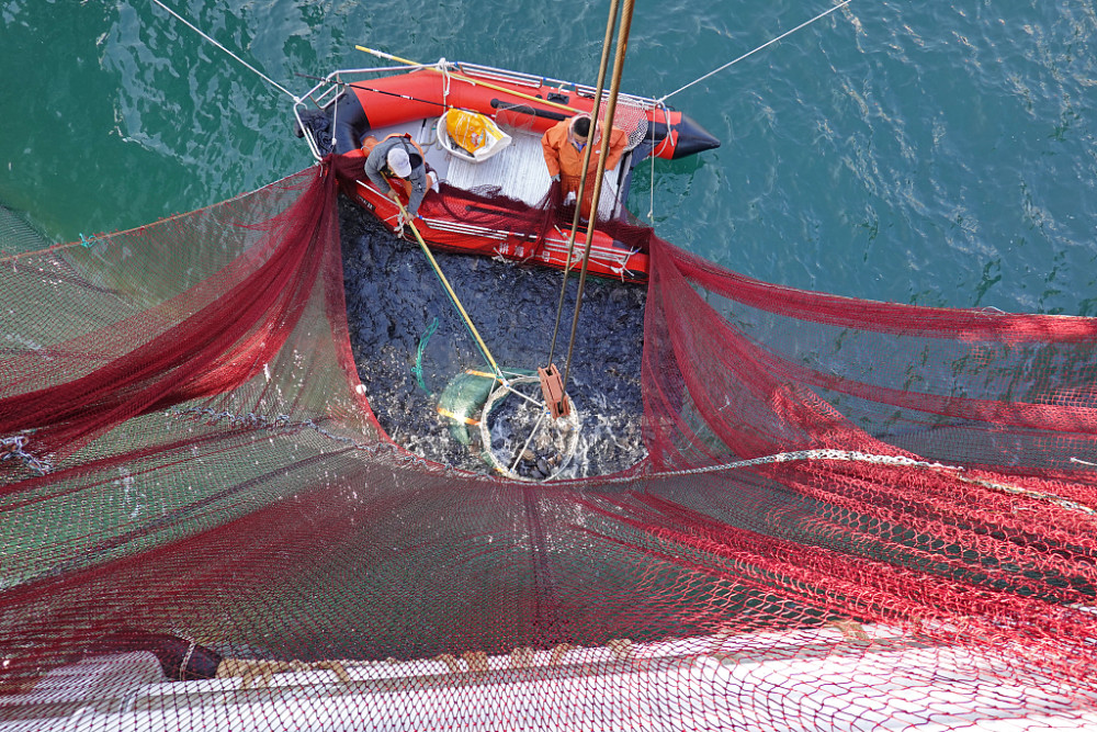 山东烟台:"耕海1号"海洋牧场综合体平台,迎来斑石鲷收获季