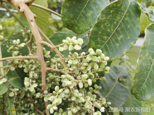 农村这种树叫盐肤子树,果子长满盐,很是神奇,小时候经常摘来吃