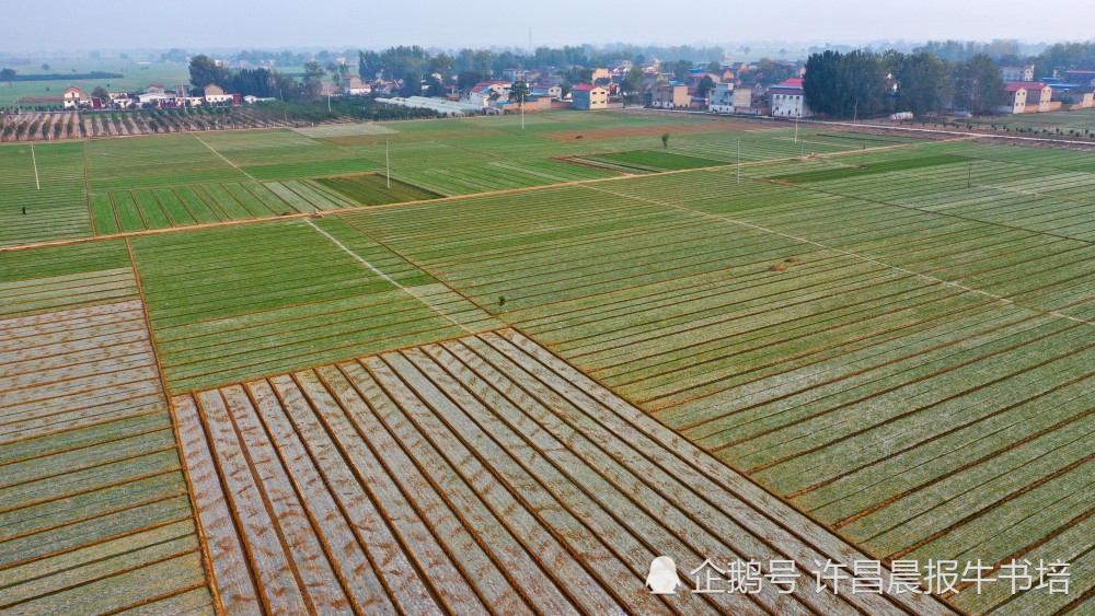 2020年10月29日,在开封市杞县高阳镇黄岗村拍摄的地膜田园风光(无人机