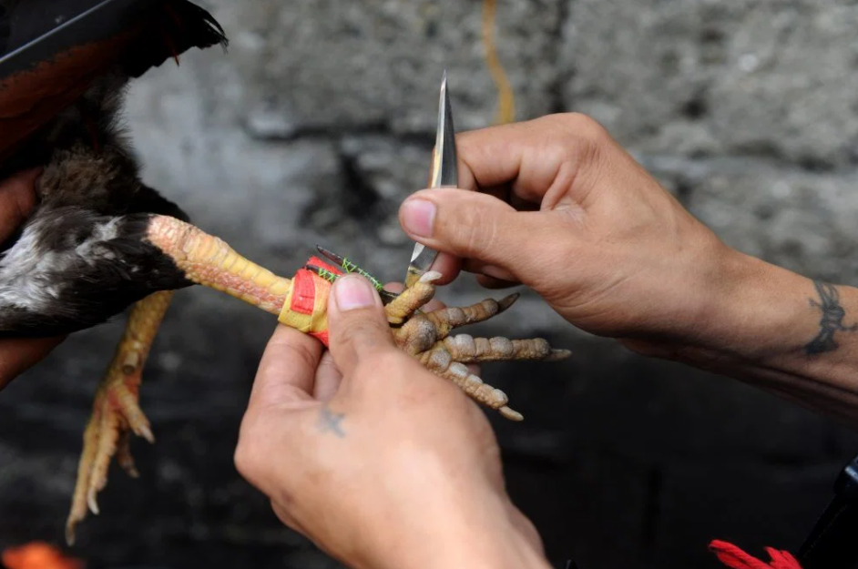 菲律宾人在斗鸡时,会在鸡脚上绑上细长且锋利的刀片,当地人称之为马刺