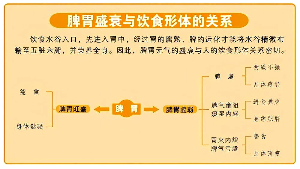 脾与胃虽为表里关系为什么生病而异